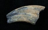 Dromaeosaur (Raptor) Toe Claw - Two Medicine Formation #3837-1